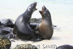 sea lions laughing in the Galapagos by Stewart Smith 